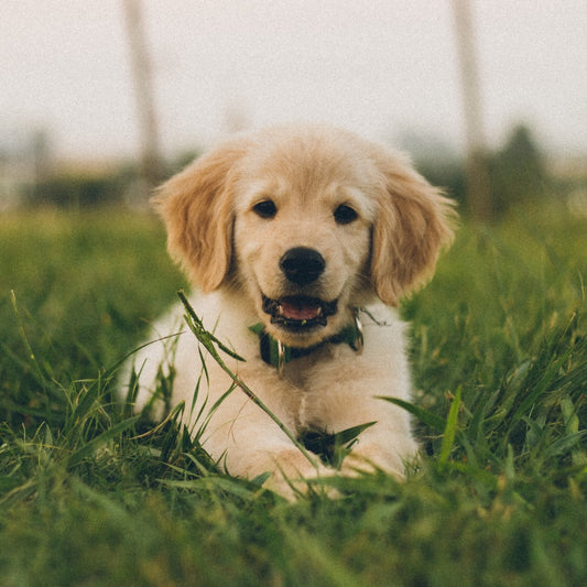 cucciolo golden retriever per lezione puppy yoga a rimini