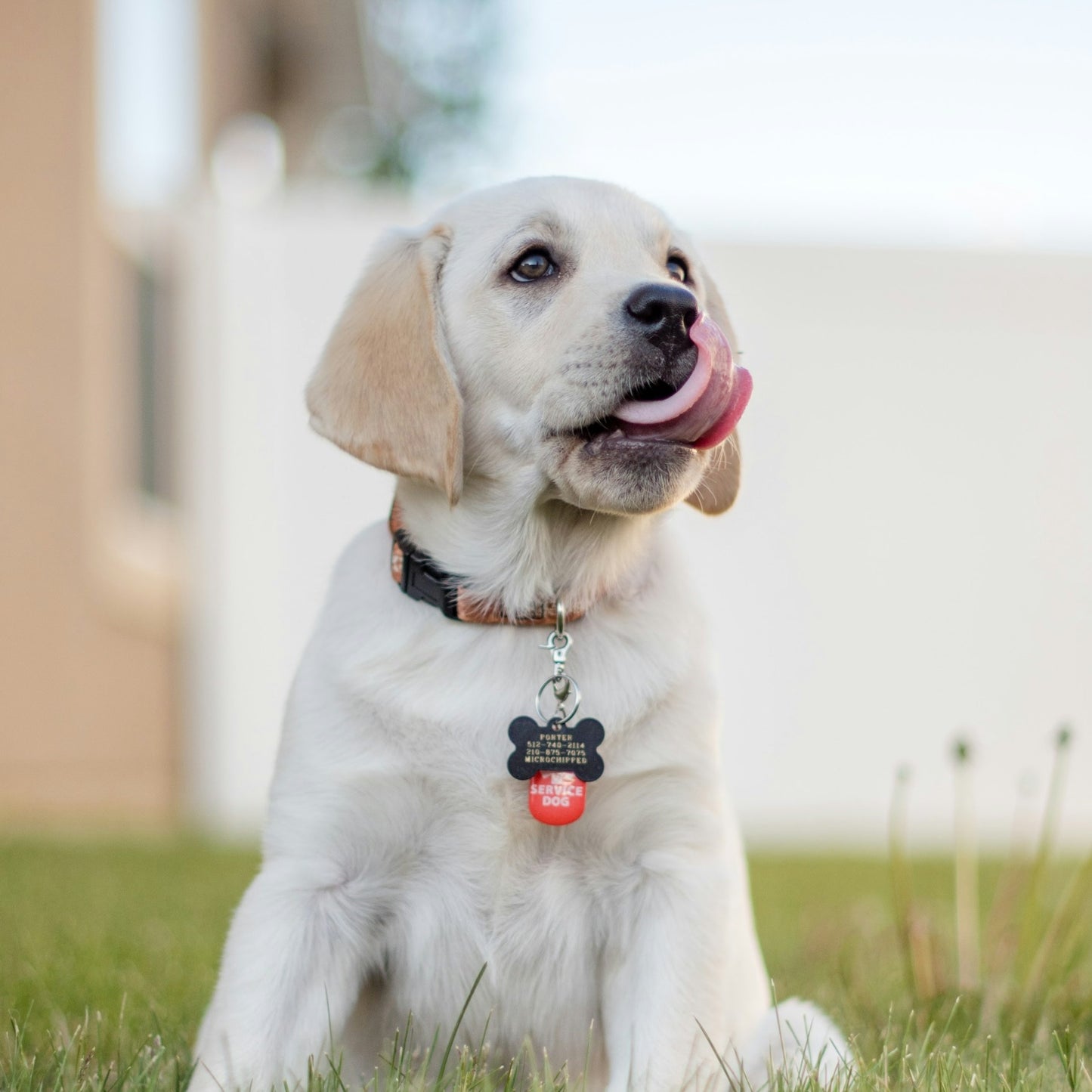 lezione yoga con cuccioli labrador firenze