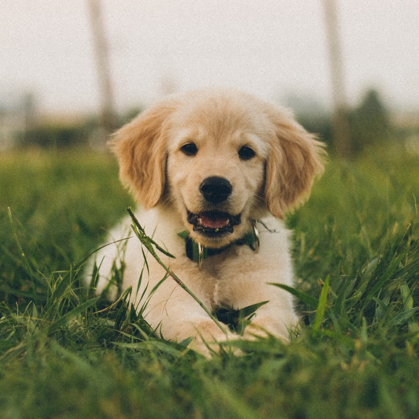 Cucciolo di cane razza golden retriever per lezione di puppy yoga a Genova