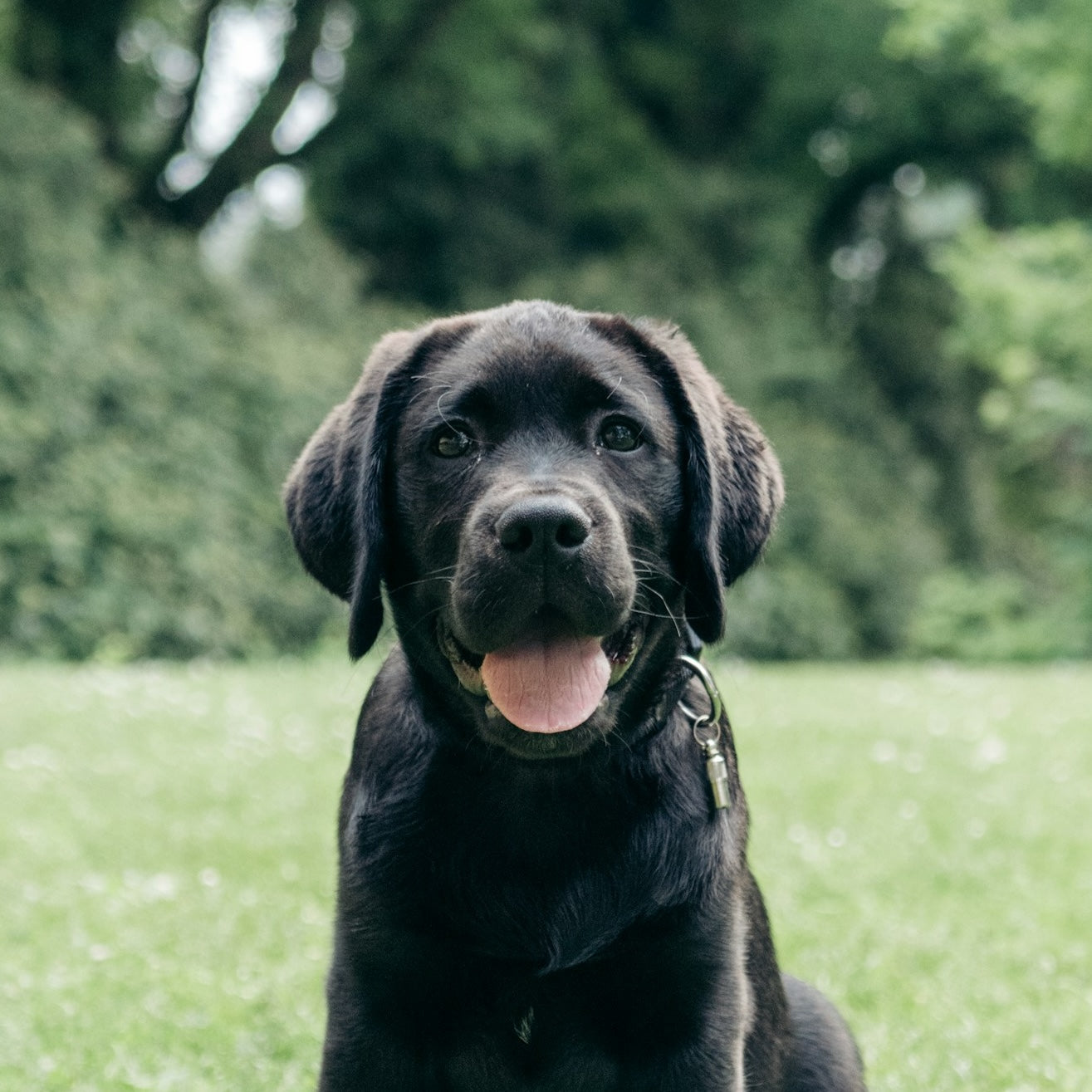 cucciolo di labrador per lezione puppy yoga a torino